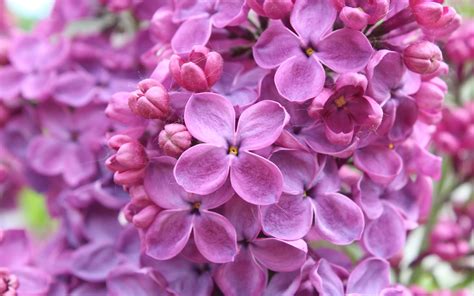 lilac flower wallpaper